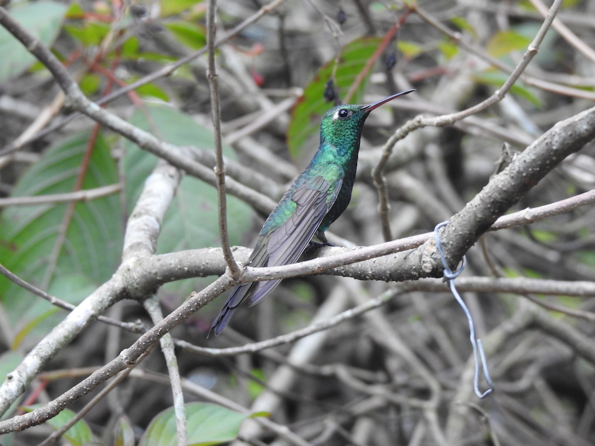 kolibřík kubánský - ML151612851