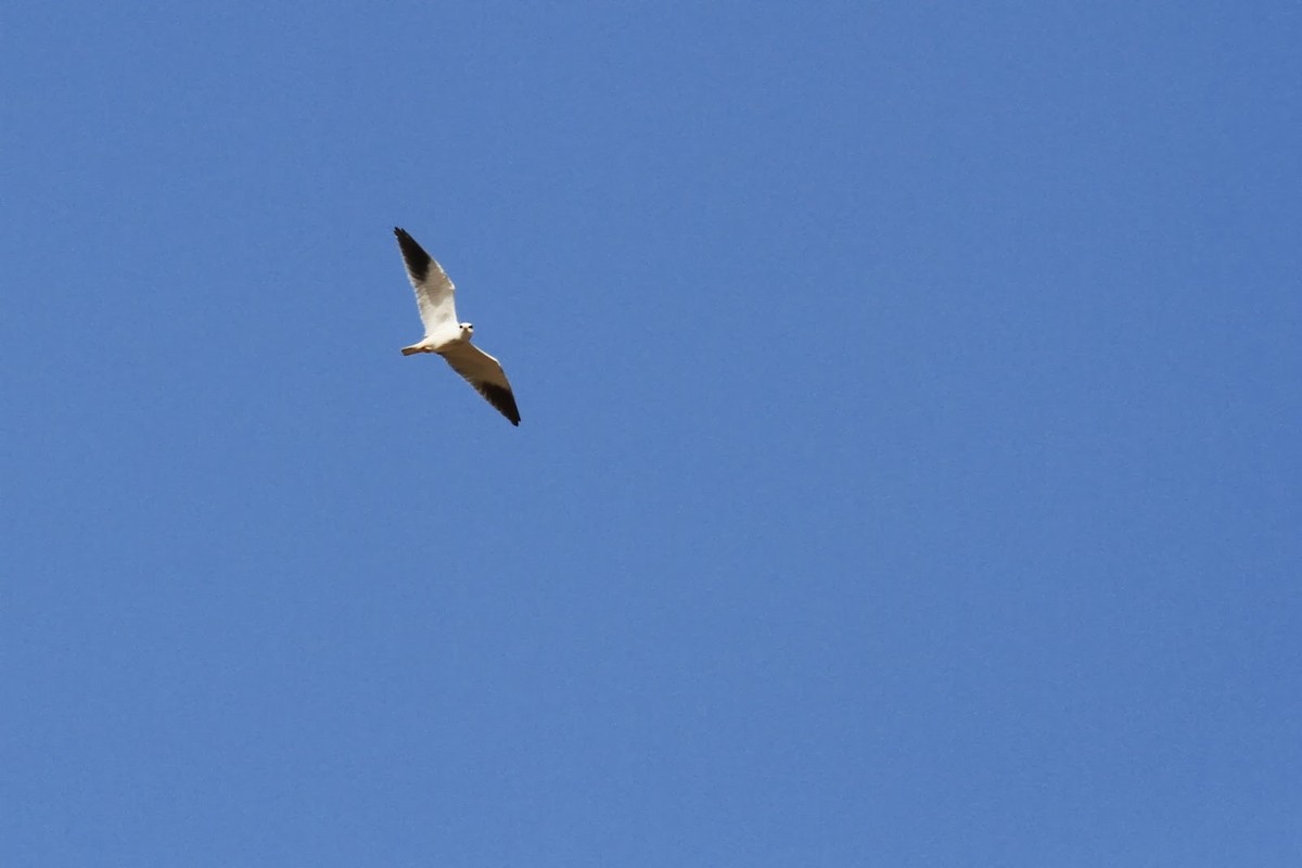 Black-winged Kite (African) - ML151613701