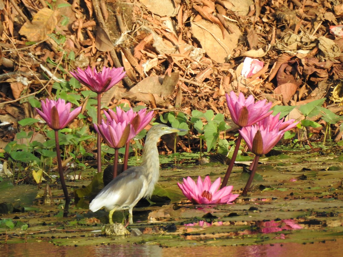 Indian Pond-Heron - Francis D'Souza