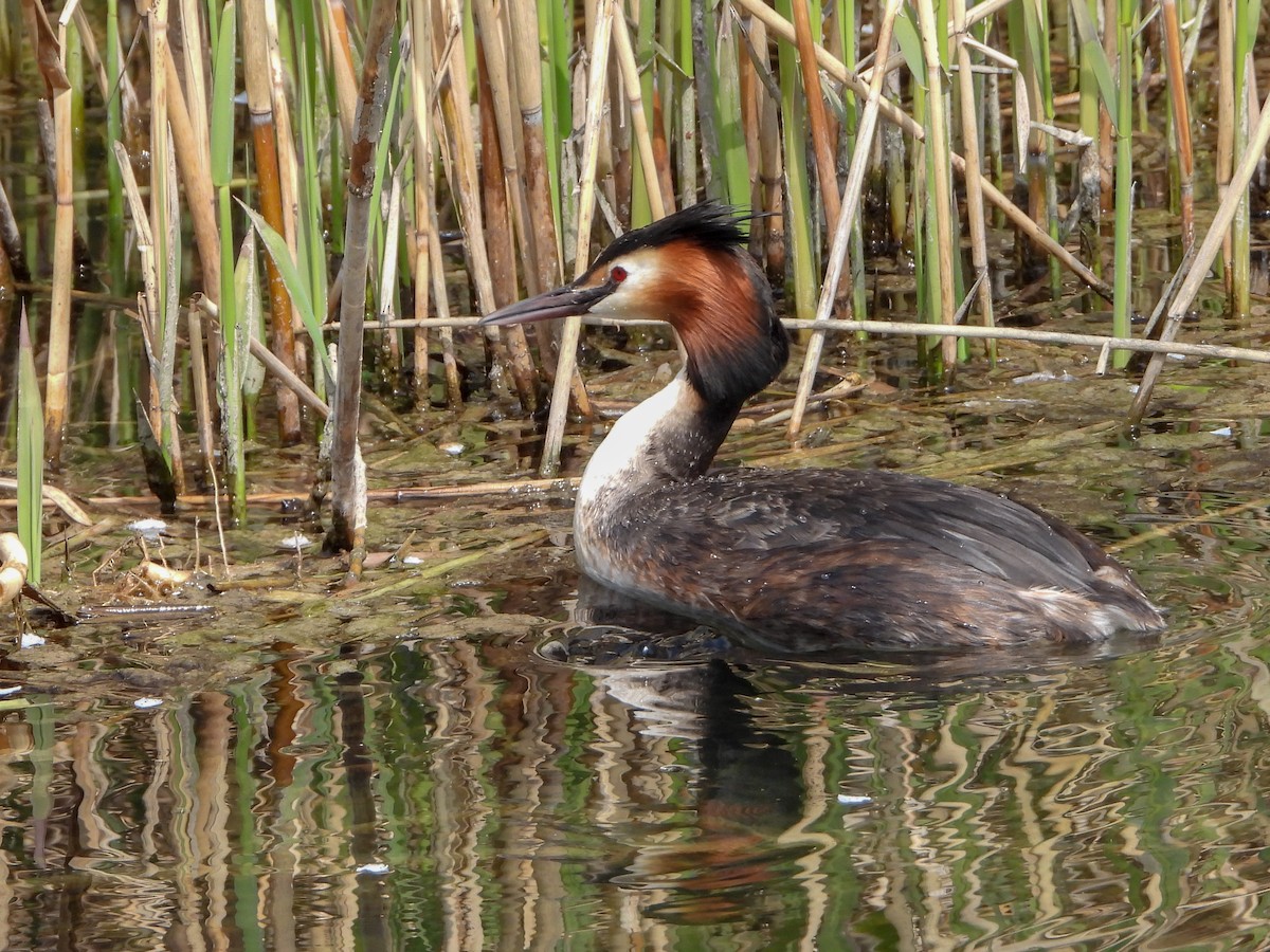 Great Crested Grebe - ML151614531