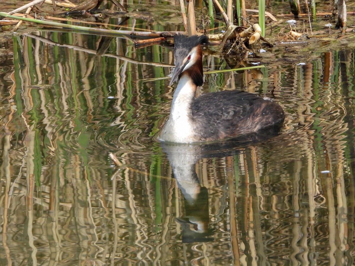 Great Crested Grebe - ML151614541
