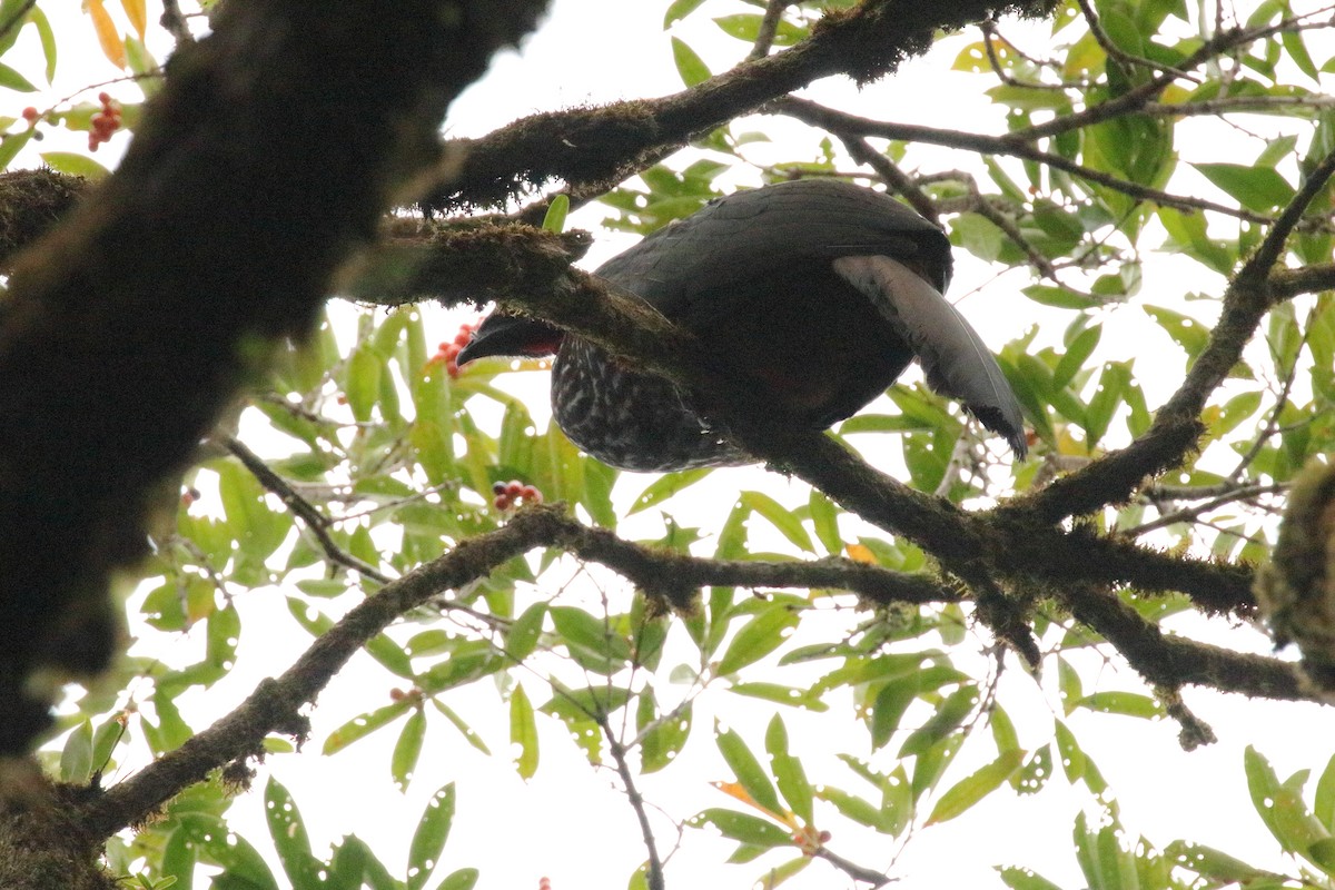 Crested Guan - ML151614681