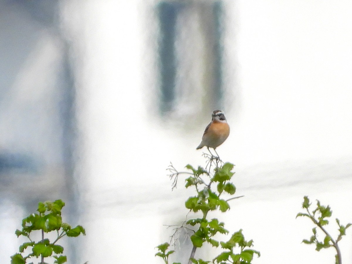 Whinchat - ML151614721