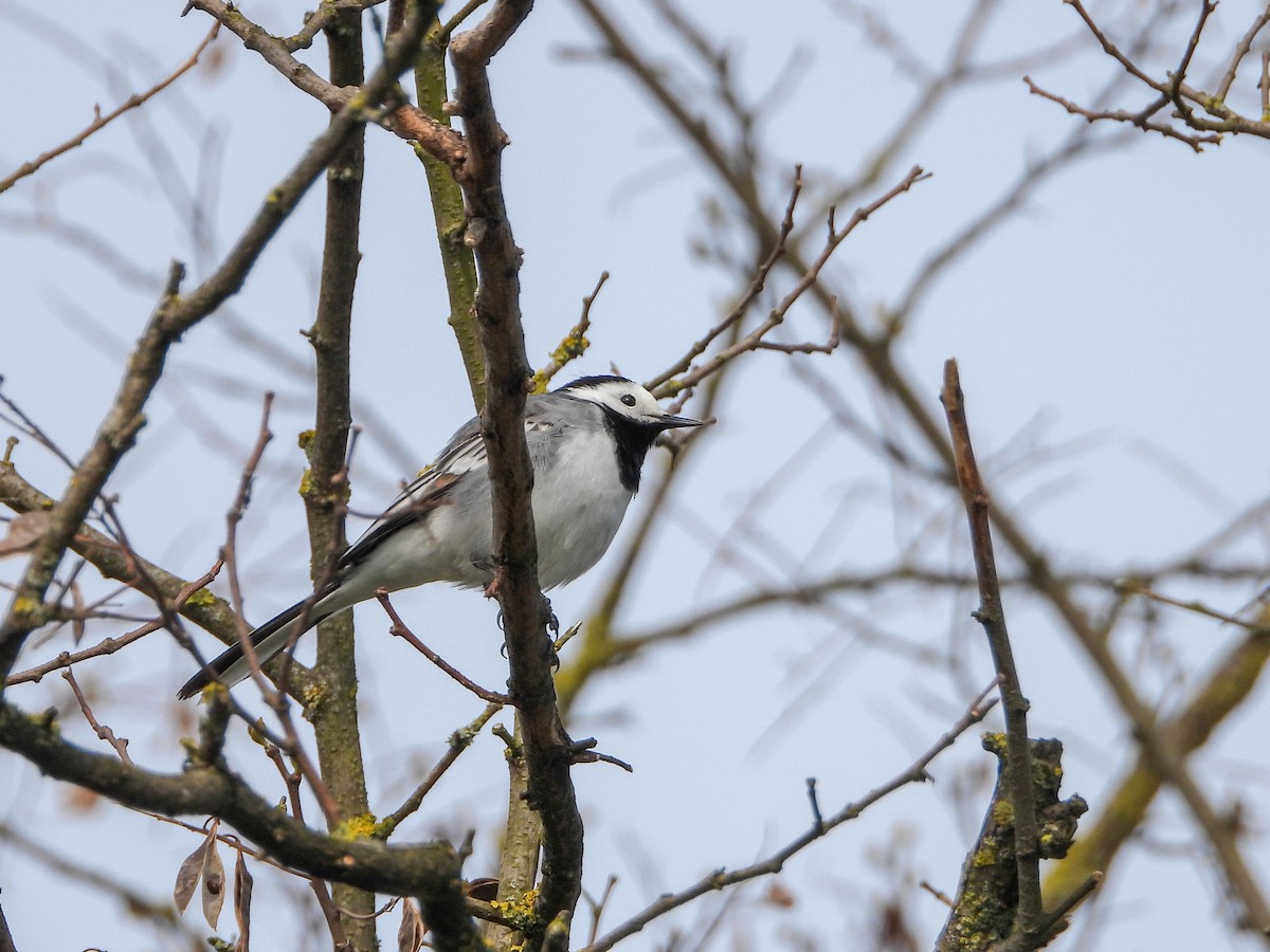 White Wagtail (White-faced) - ML151614751