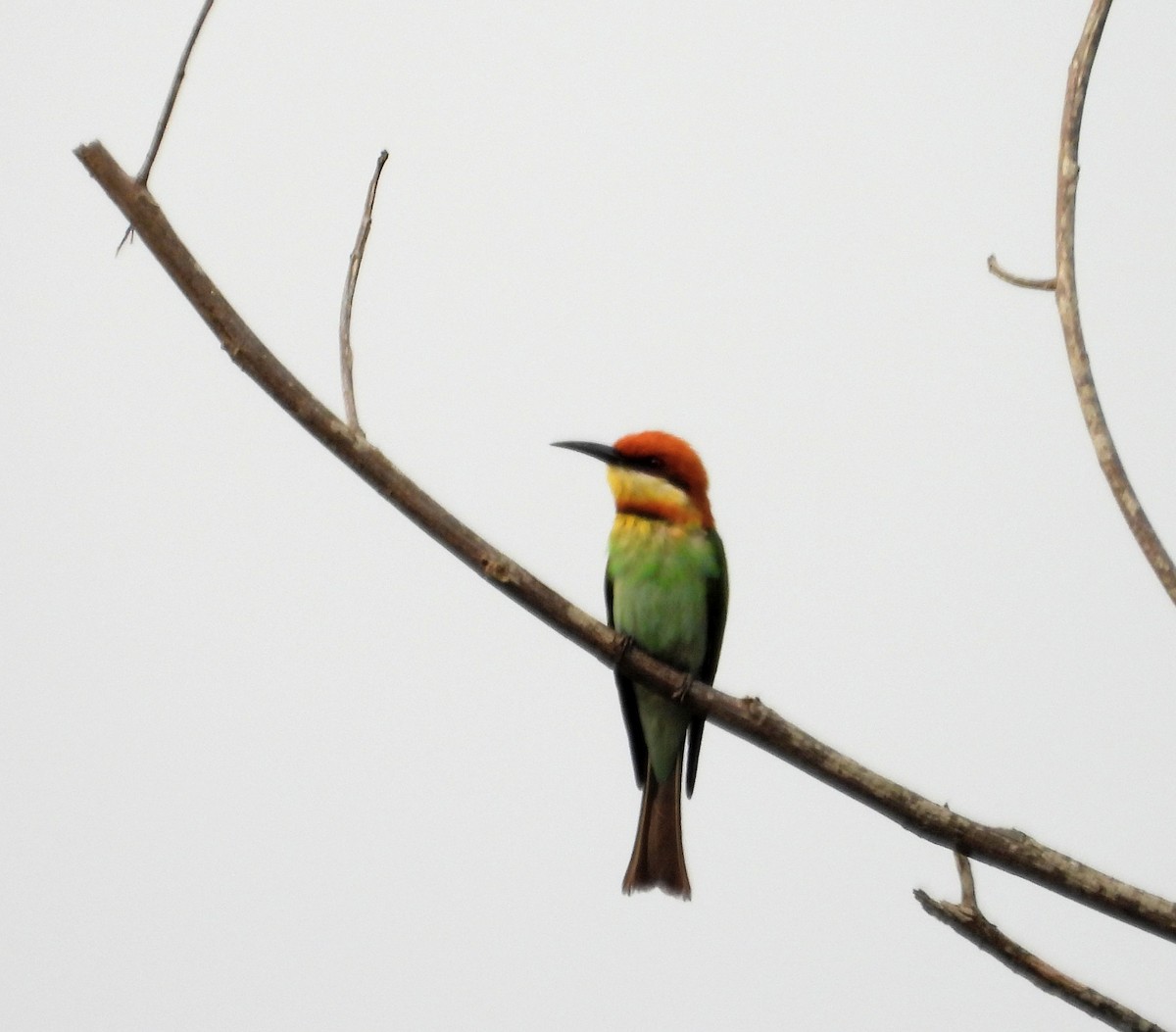 Chestnut-headed Bee-eater - Kalpesh Gaitonde