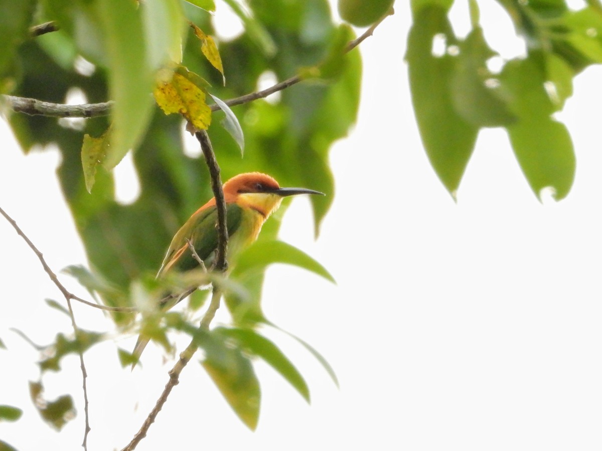 Chestnut-headed Bee-eater - ML151615281
