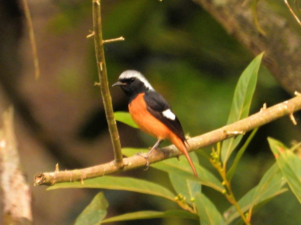 Daurian Redstart - Kalpesh Gaitonde