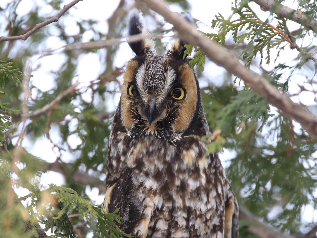 Long-eared Owl - Denis Tétreault