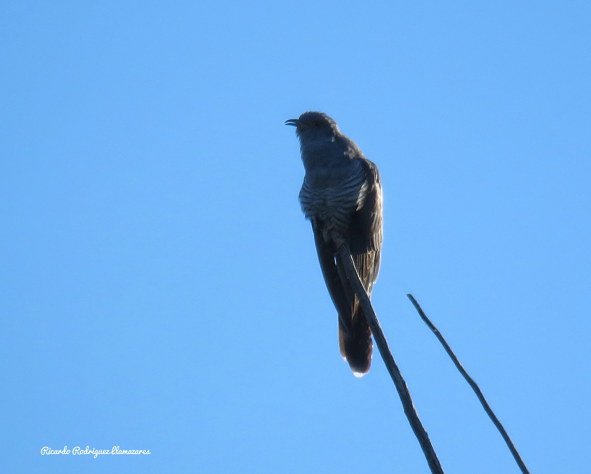 Common Cuckoo - Anonymous