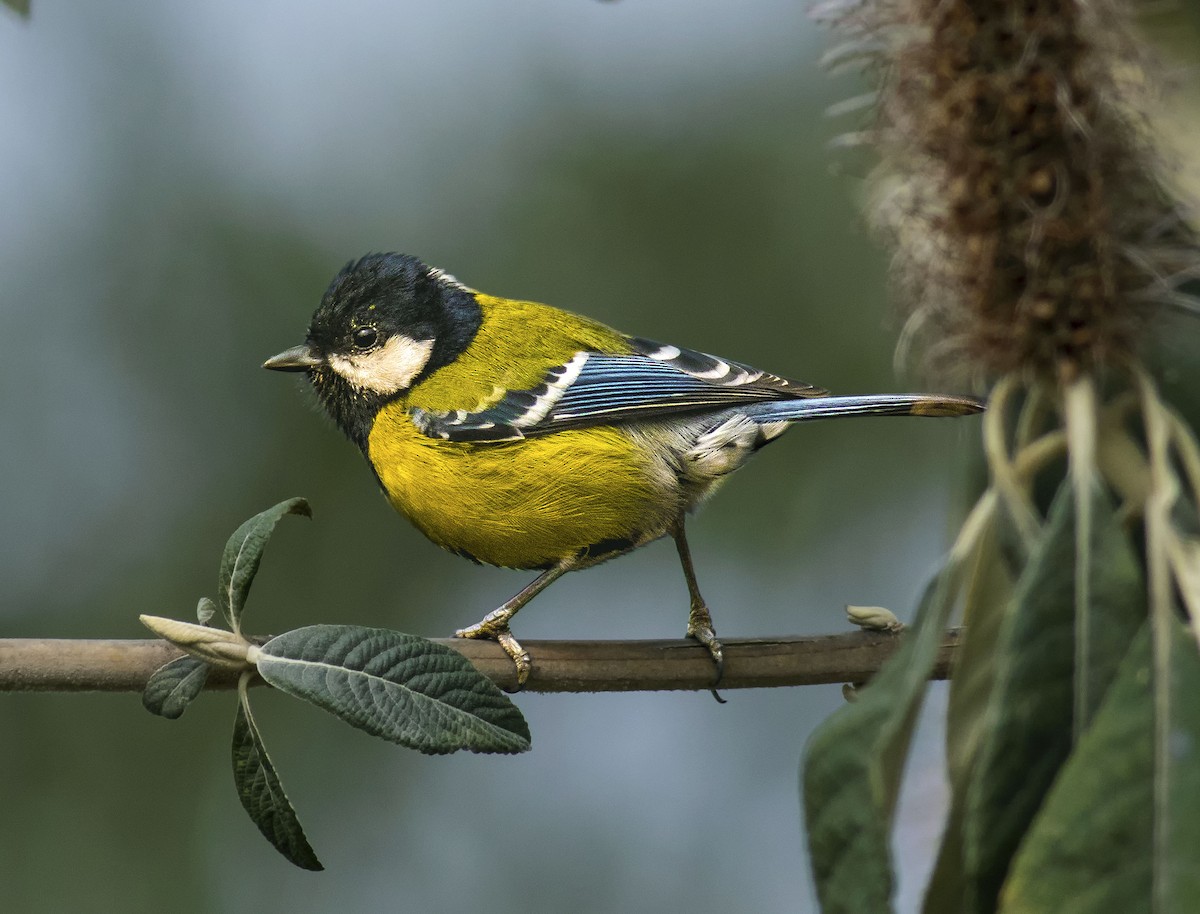 Green-backed Tit - ML151622851