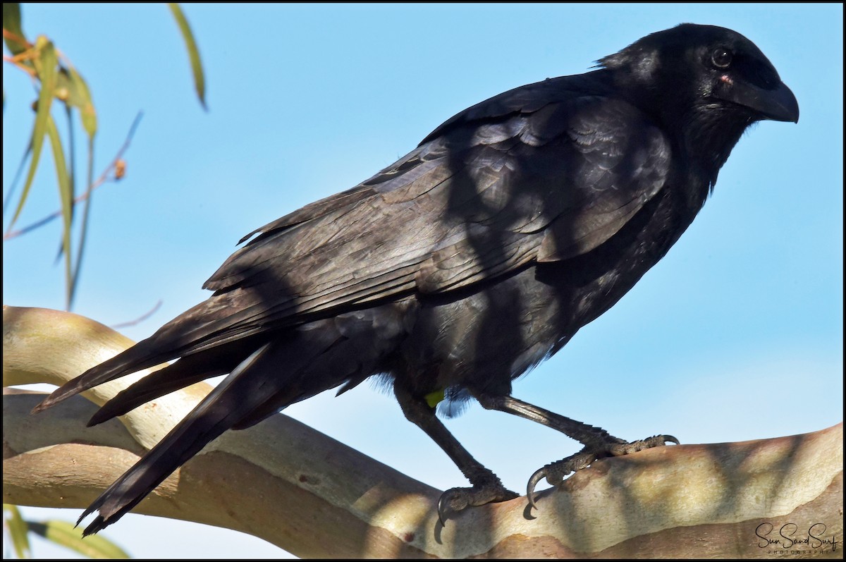 Torresian Crow - ML151623271
