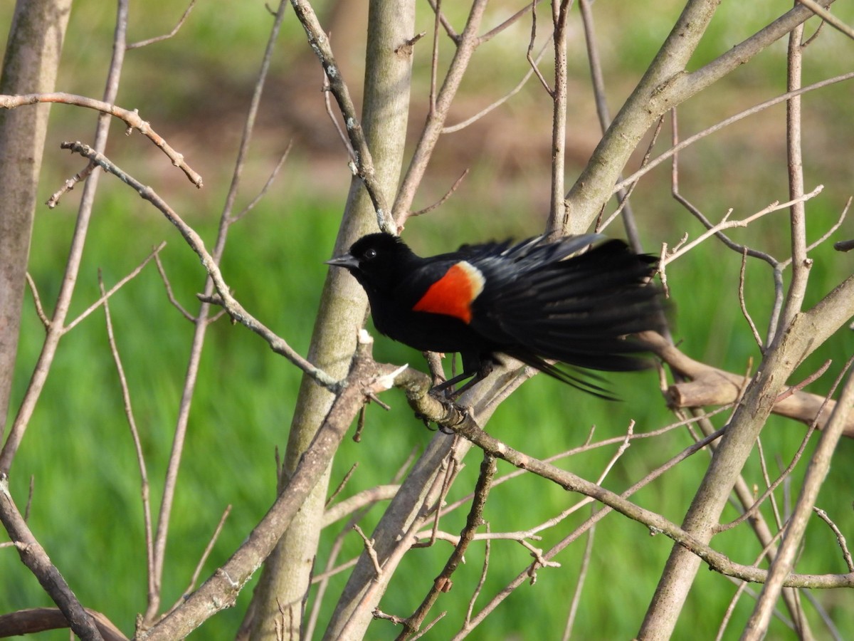 Red-winged Blackbird - Kristin Trouton