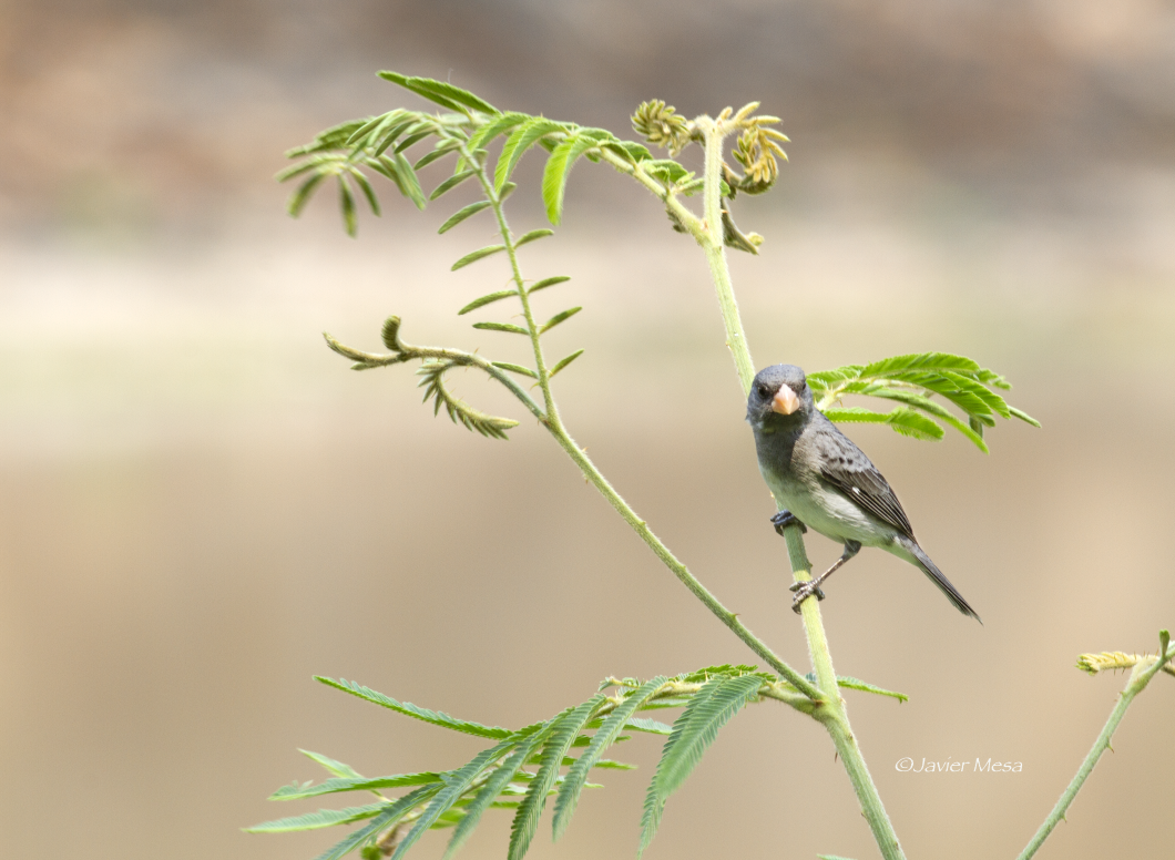 Gray Seedeater - ML151624781