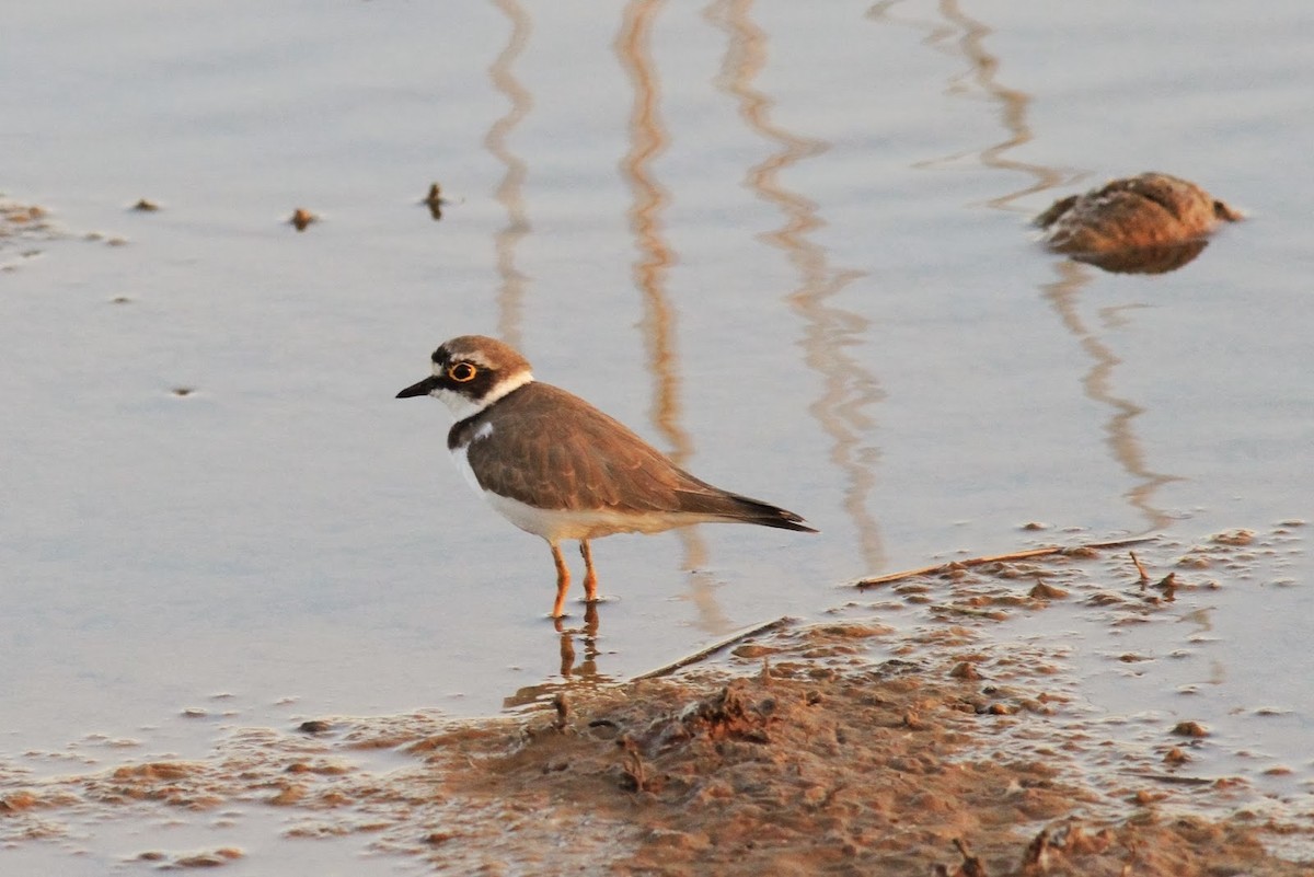 Little Ringed Plover - Frédéric Bacuez