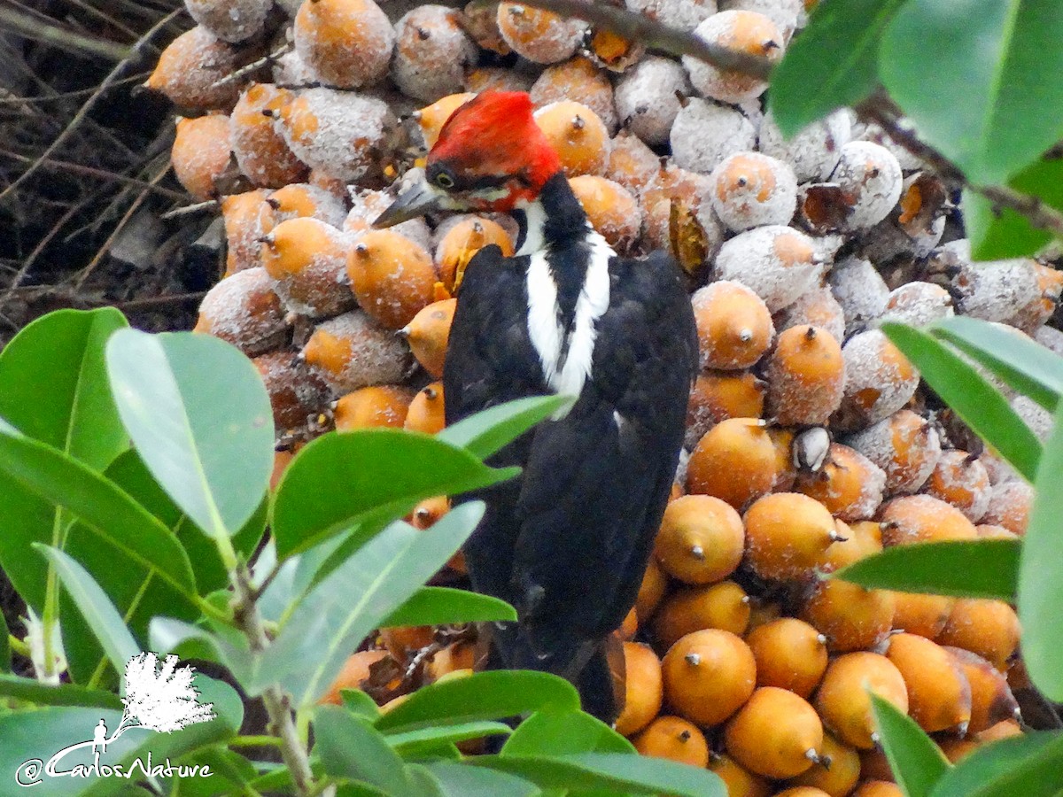 Crimson-crested Woodpecker - Anonymous