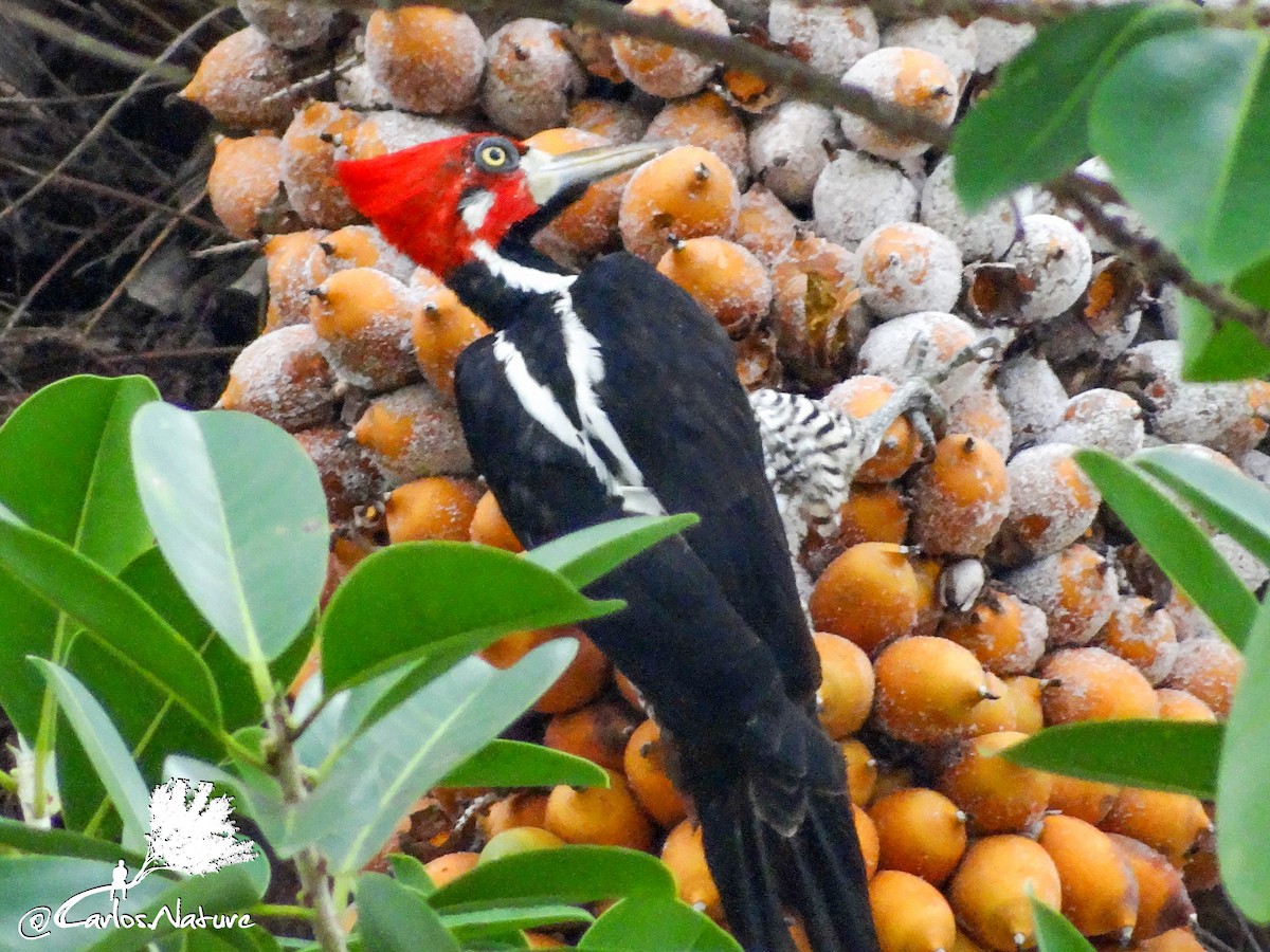 Crimson-crested Woodpecker - Anonymous
