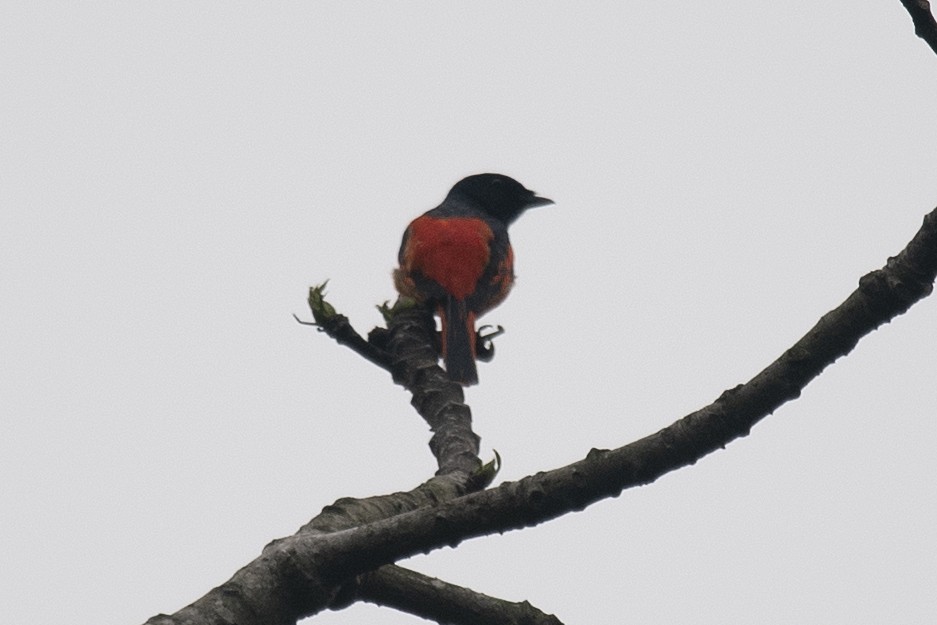 赤紅山椒鳥 - ML151627151