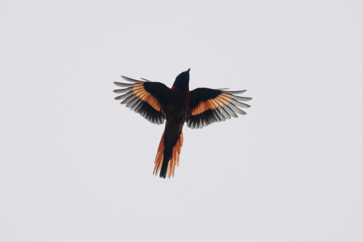 赤紅山椒鳥 - ML151627161