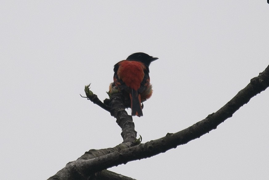 赤紅山椒鳥 - ML151627171