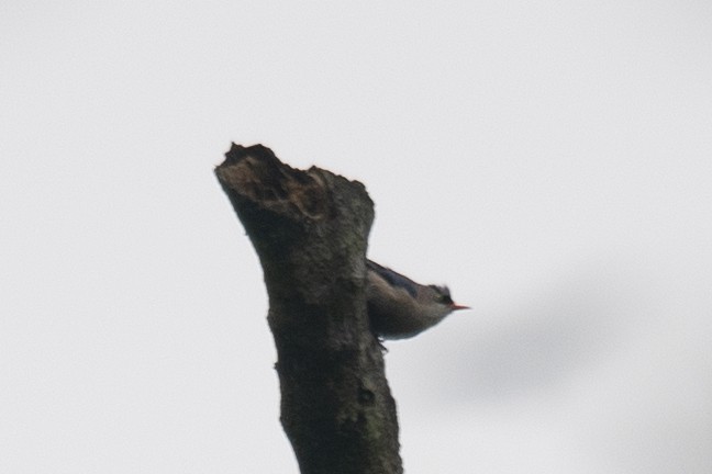 Velvet-fronted Nuthatch - ML151627391