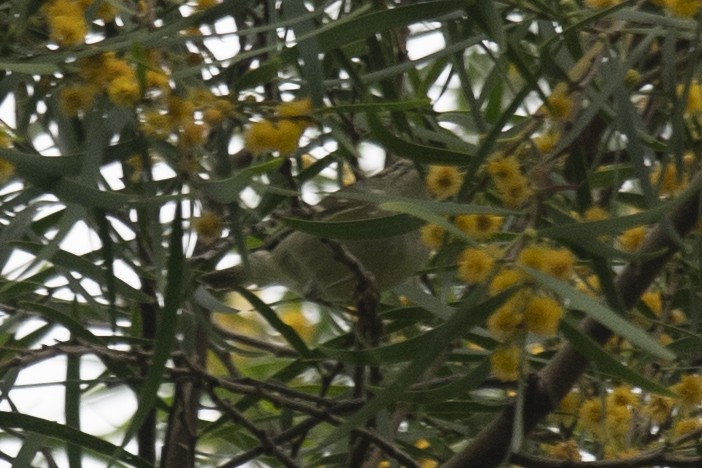 Yellow-browed Warbler - ML151627561
