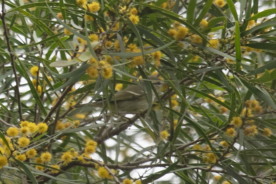 Yellow-browed Warbler - ML151627581