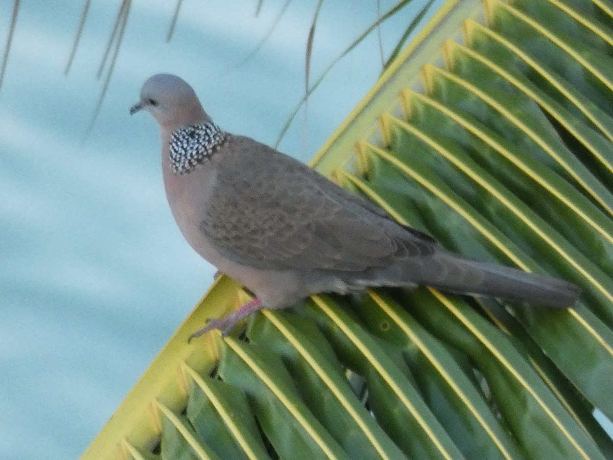 Spotted Dove - ML151627611