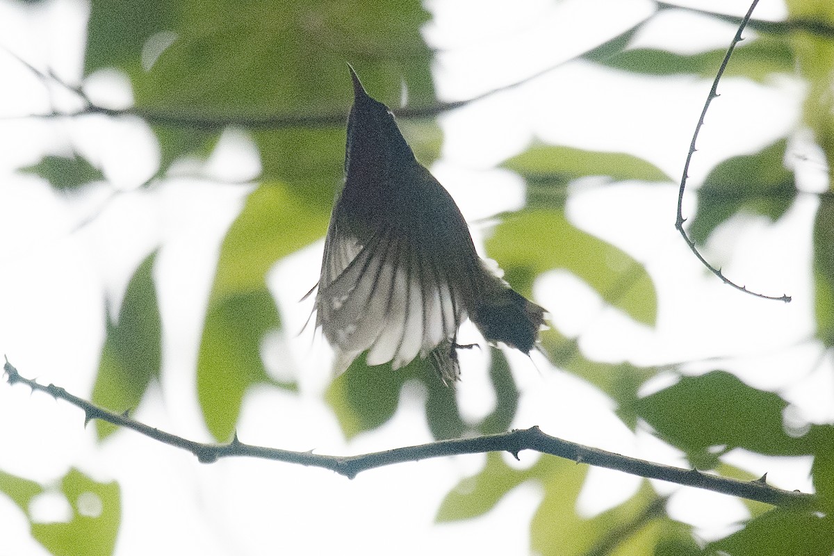 Fork-tailed Sunbird - ML151627761