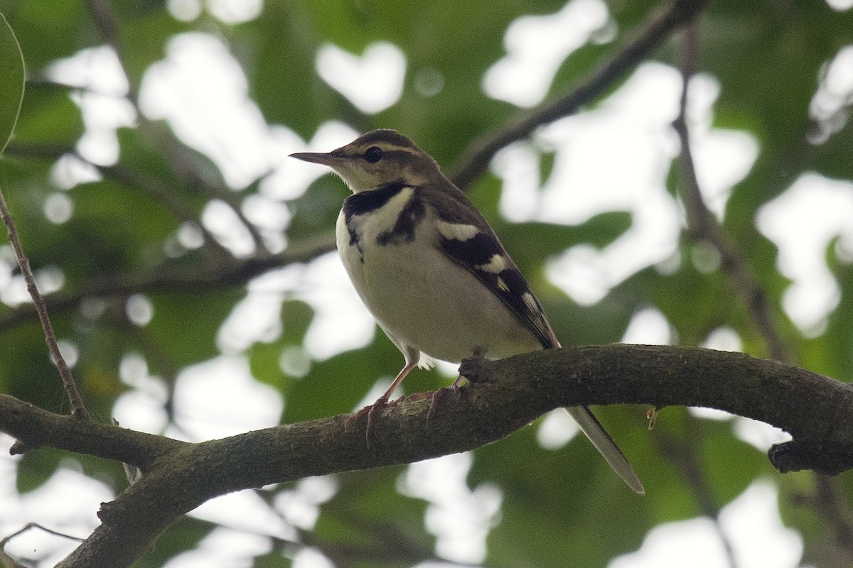 Forest Wagtail - ML151627801