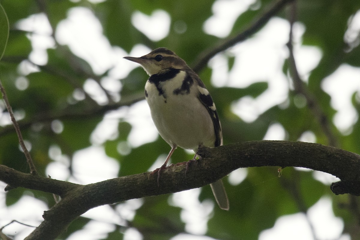 Forest Wagtail - ML151627821