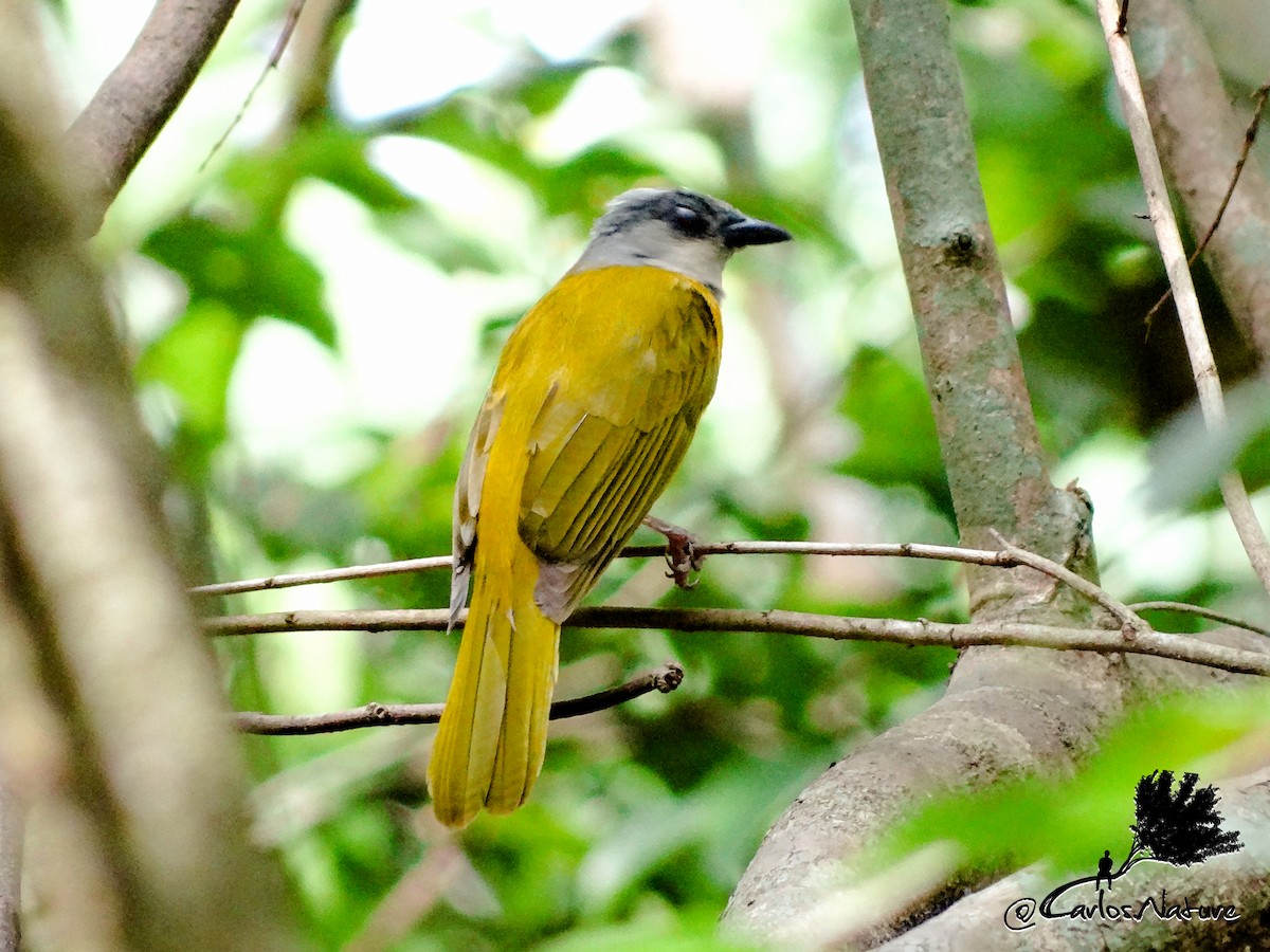 Gray-headed Tanager - Anonymous