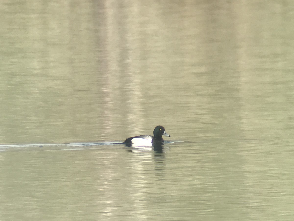 Greater Scaup - Tom Johnson