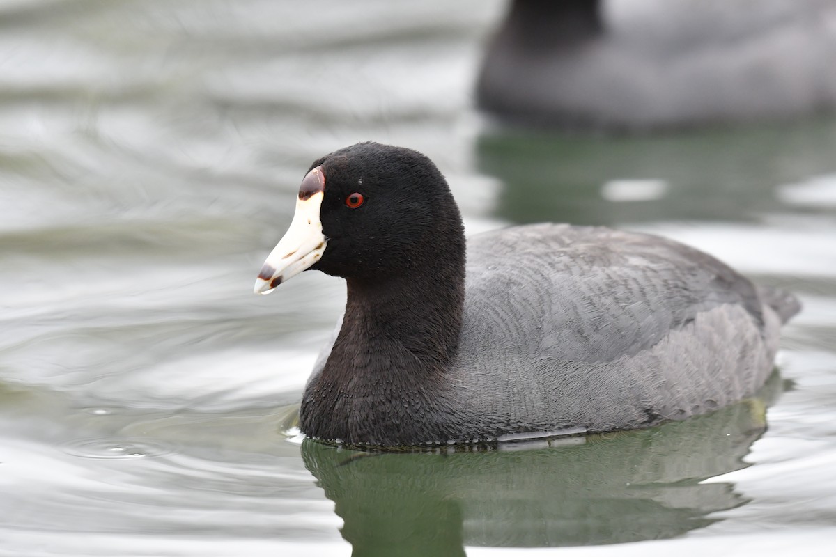 American Coot (Red-shielded) - ML151629521
