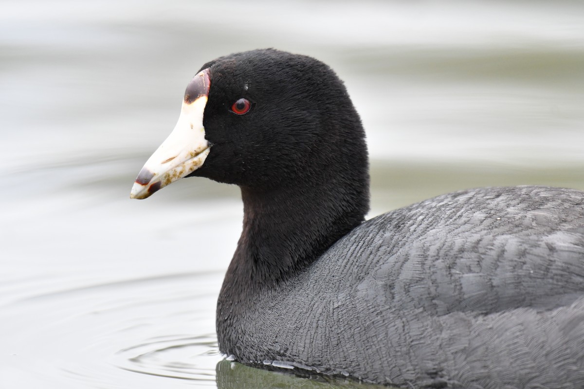 American Coot (Red-shielded) - ML151629531