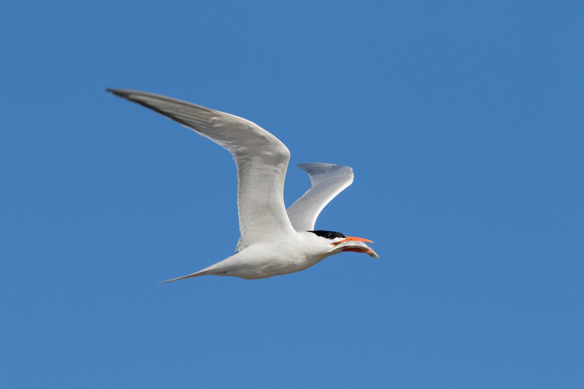 Royal Tern - Jack Rogers