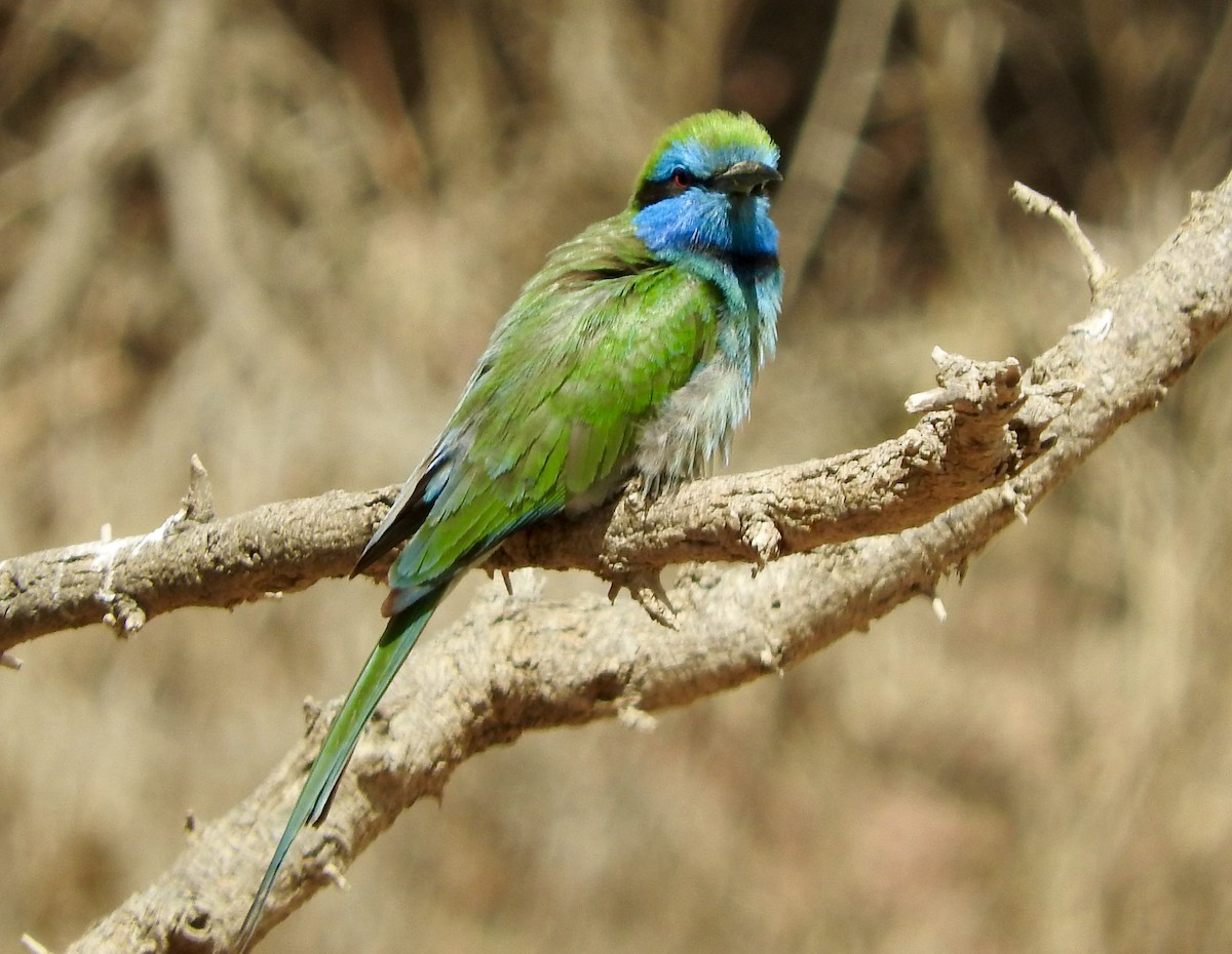 Arabian Green Bee-eater - Gregory Askew