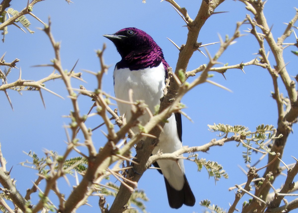 Violet-backed Starling - ML151635011