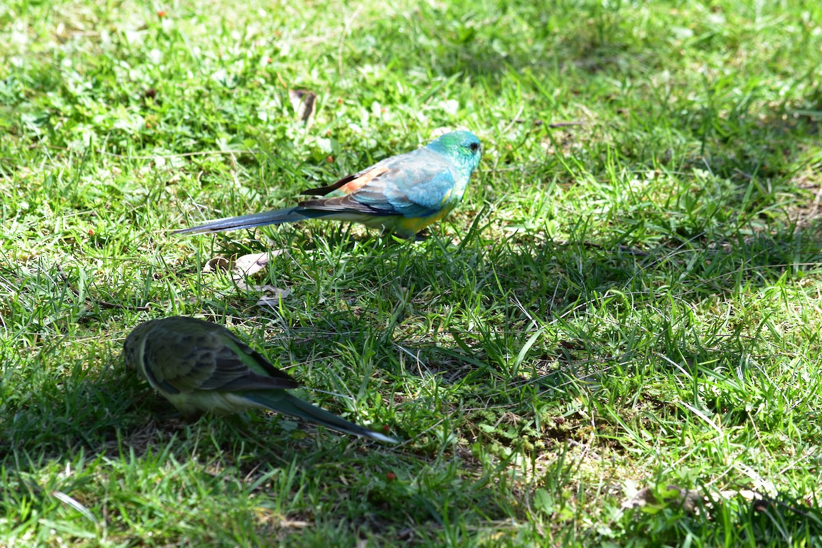 Red-rumped Parrot - ML151635021