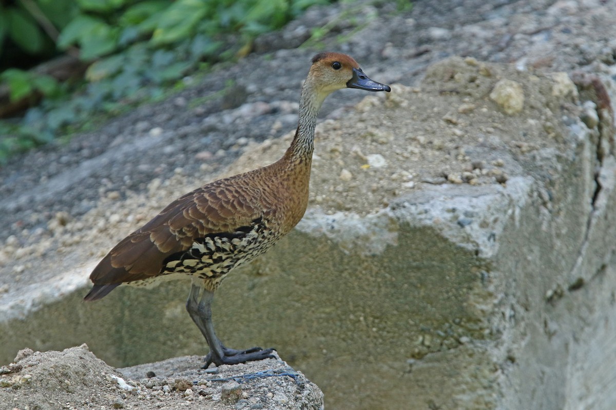 West Indian Whistling-Duck - ML151635841