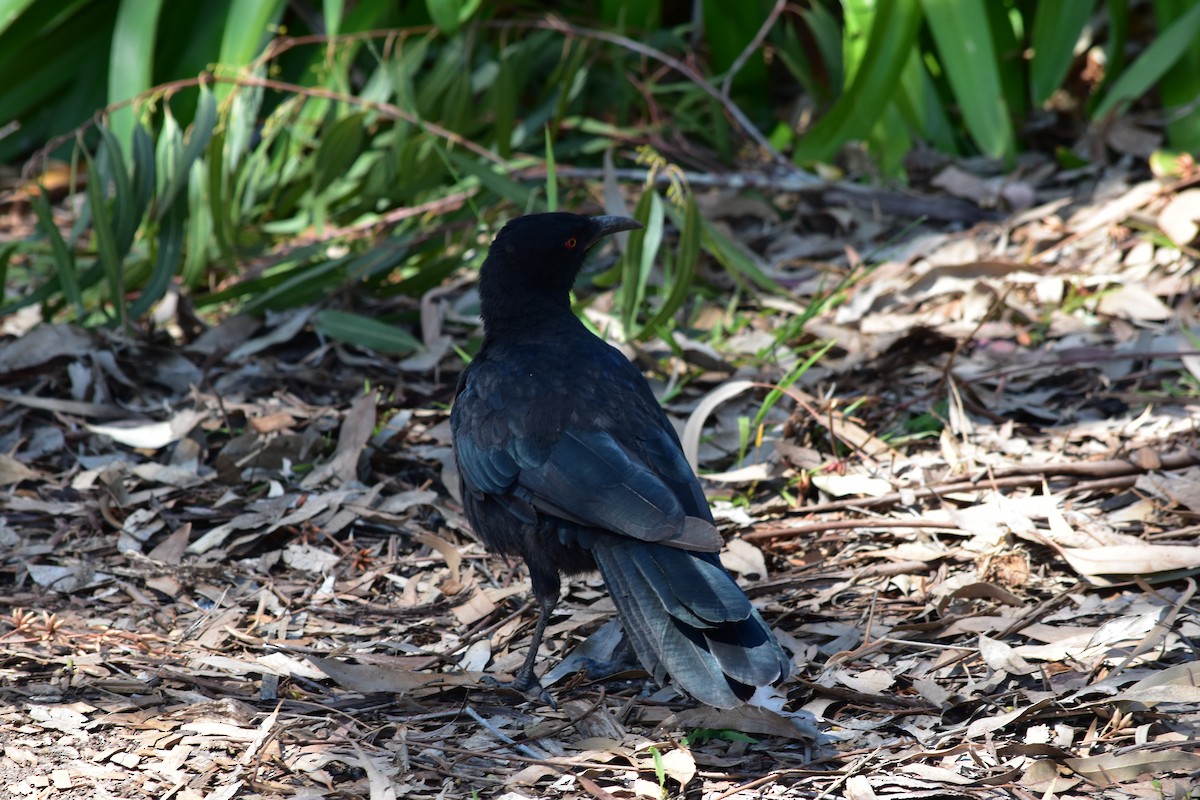 White-winged Chough - Leah Smith