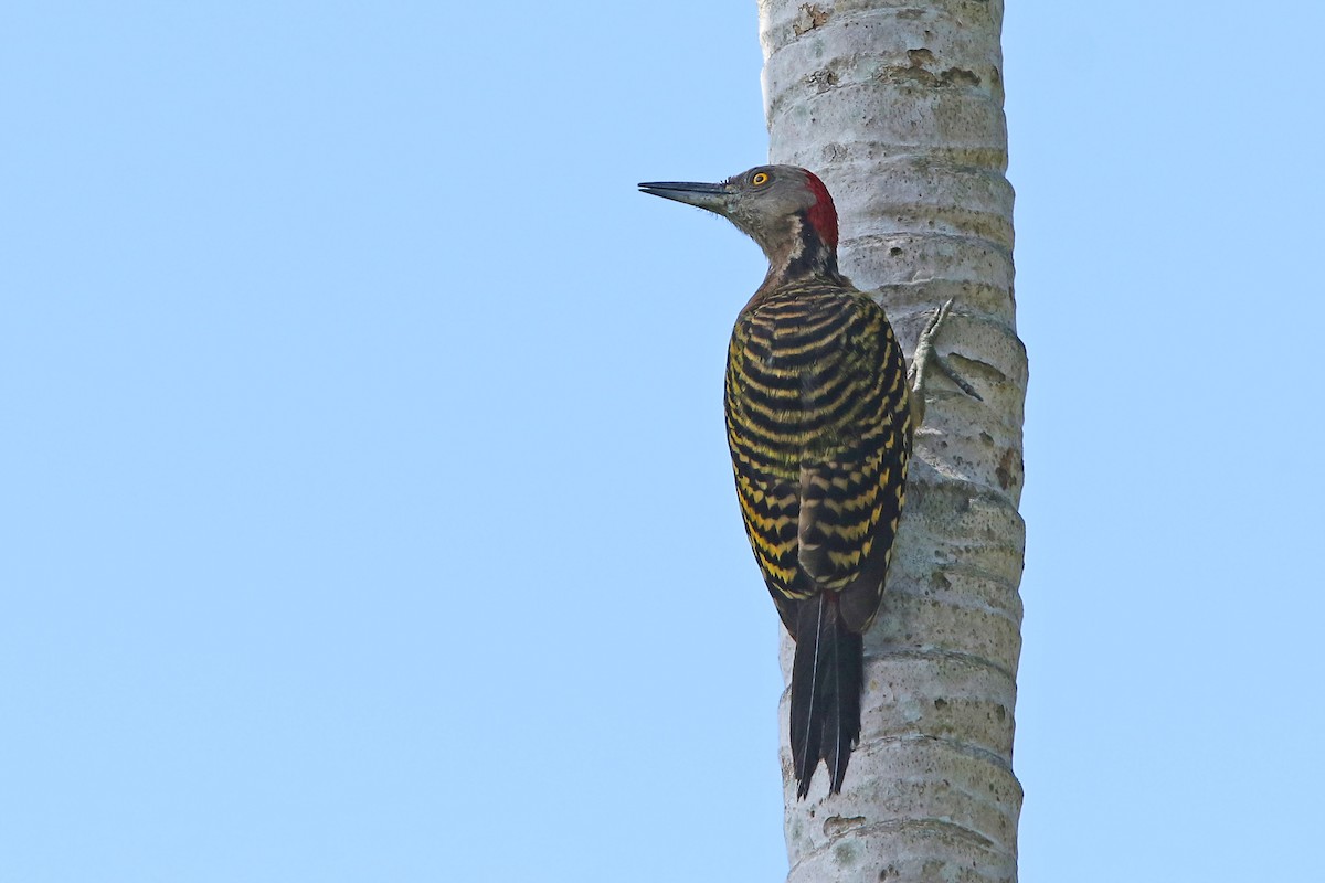 Hispaniolan Woodpecker - ML151636071