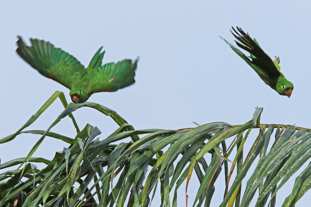 Hispaniolan Parakeet - ML151636181