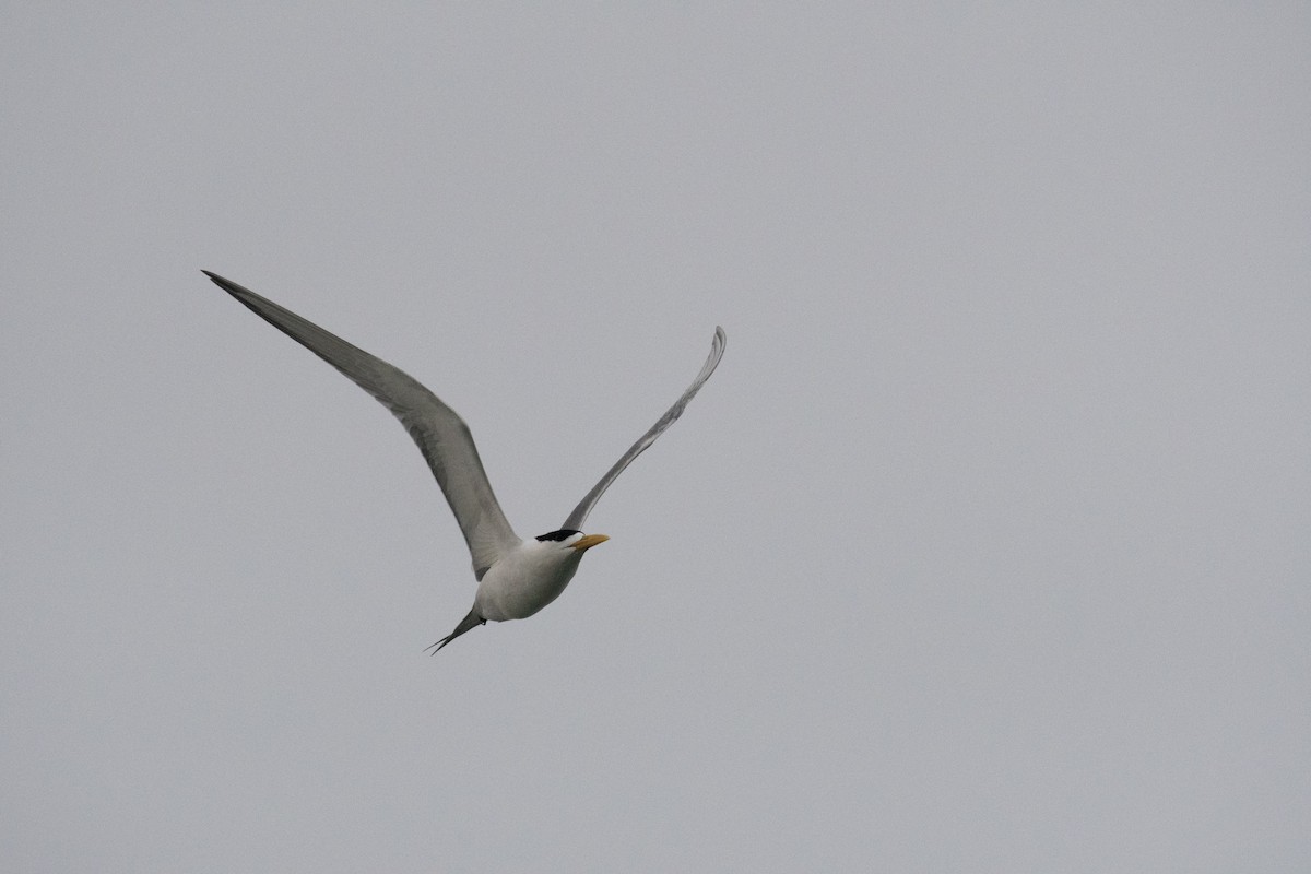Great Crested Tern - ML151636481