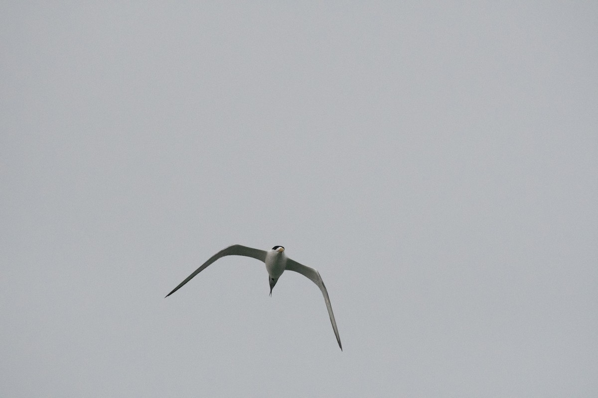 Great Crested Tern - 智偉(Chih-Wei) 張(Chang)