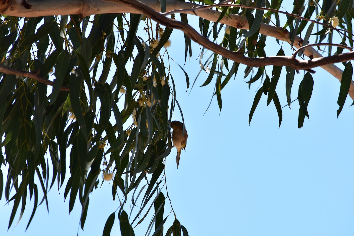 White-plumed Honeyeater - Leah Smith