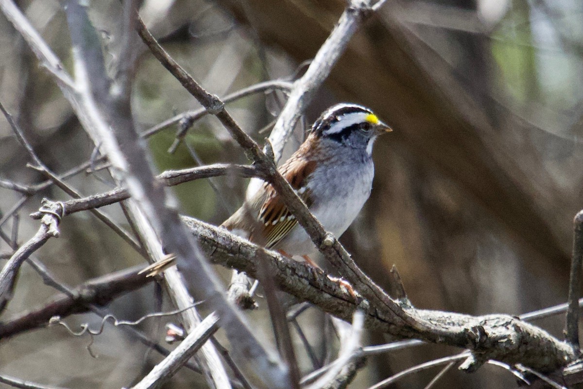 White-throated Sparrow - Owen Krout