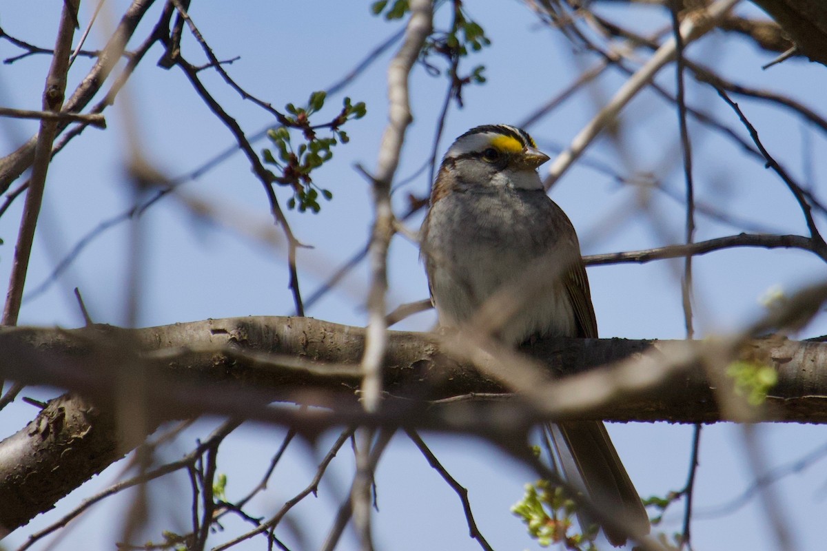 White-throated Sparrow - Owen Krout