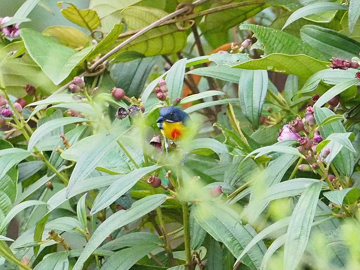 Crimson-breasted Flowerpecker - Sue Chew Yap