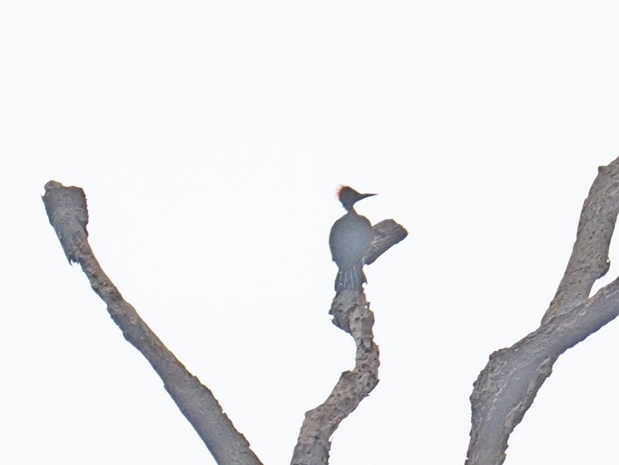 White-bellied Woodpecker - Sue Chew Yap