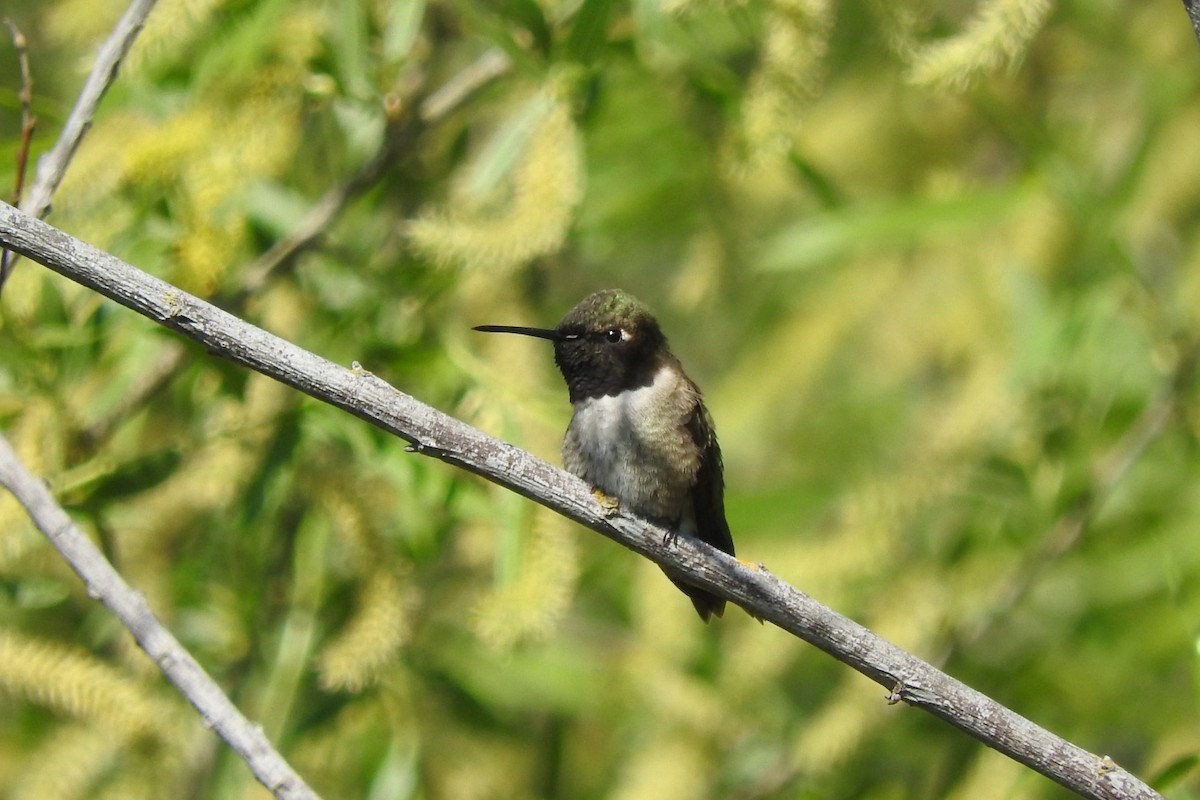 Black-chinned Hummingbird - Ronan Nicholson